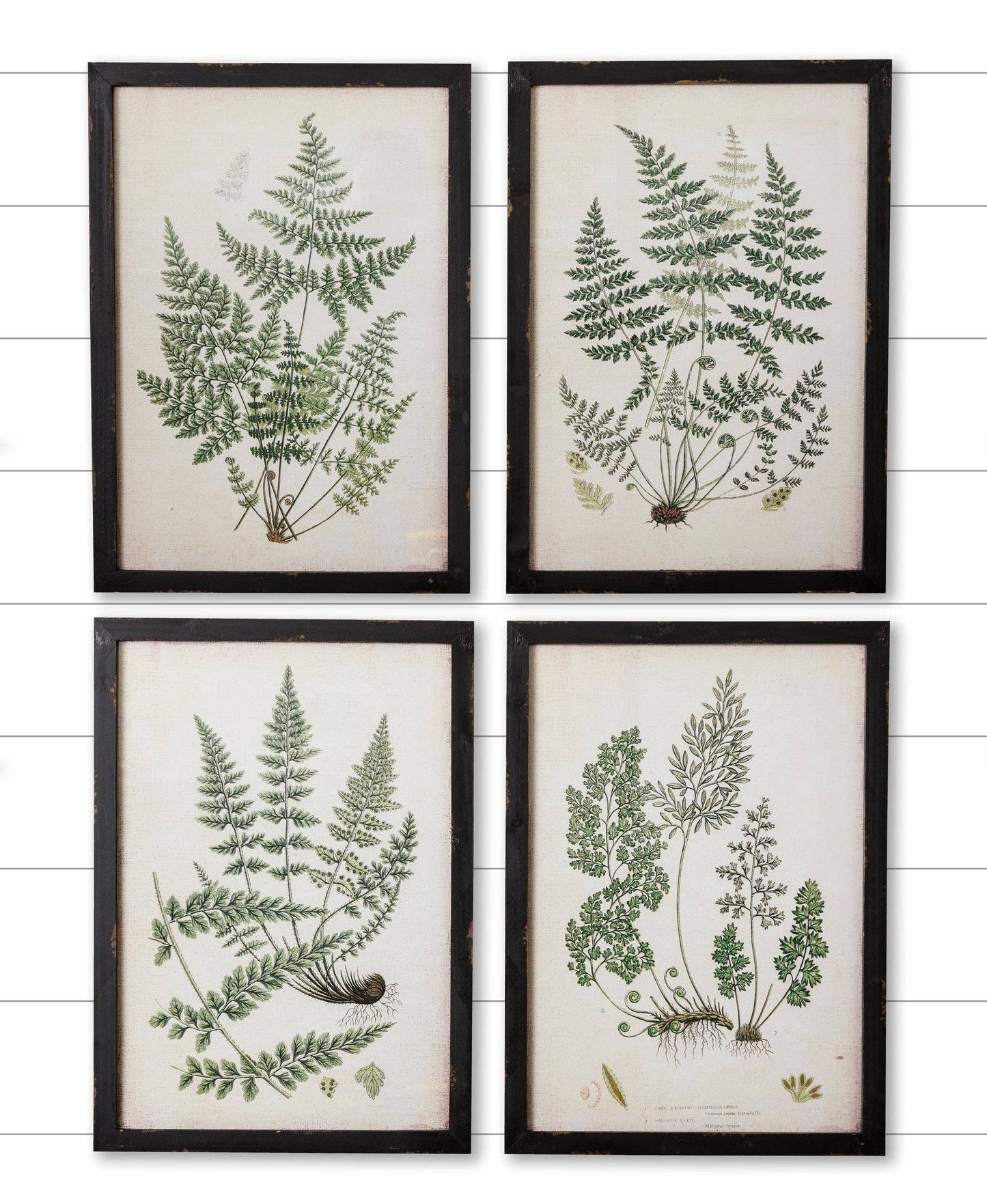 Framed  Ferns Vintage Print