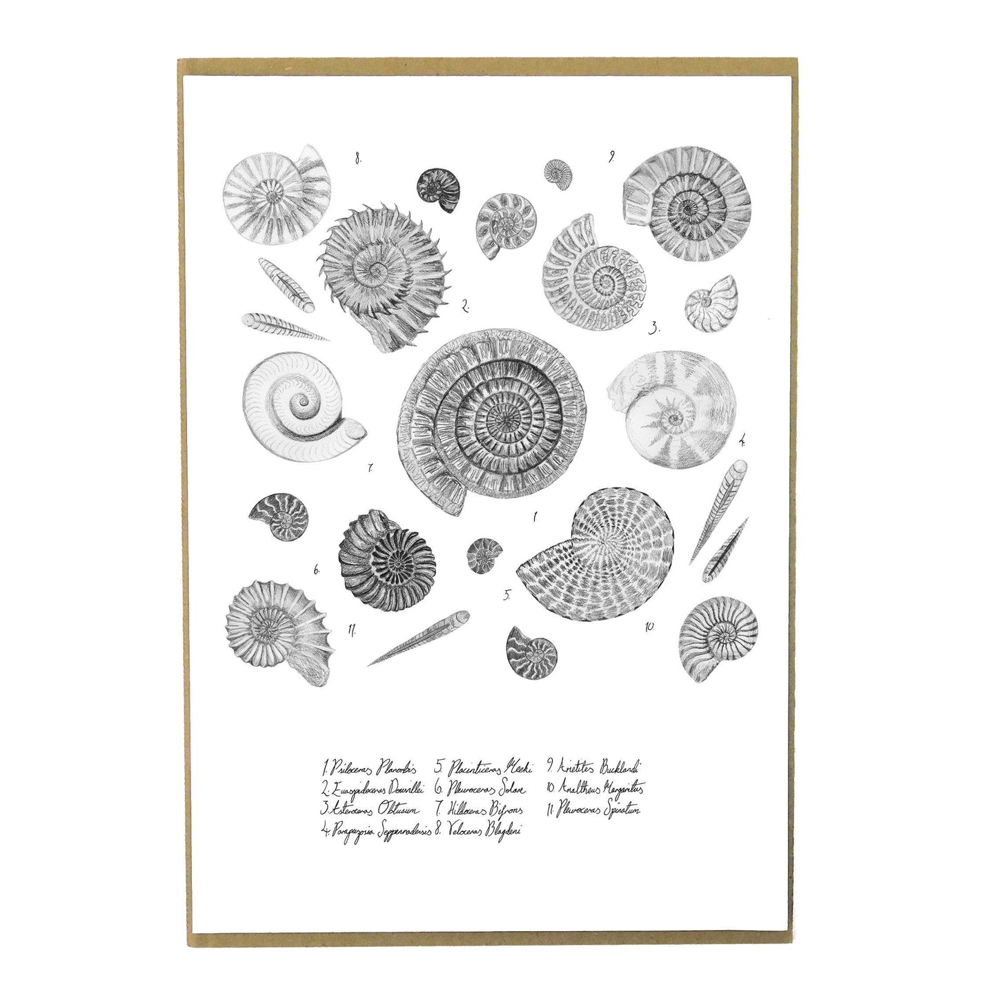 Ammonoidea Ammonite Art Print
