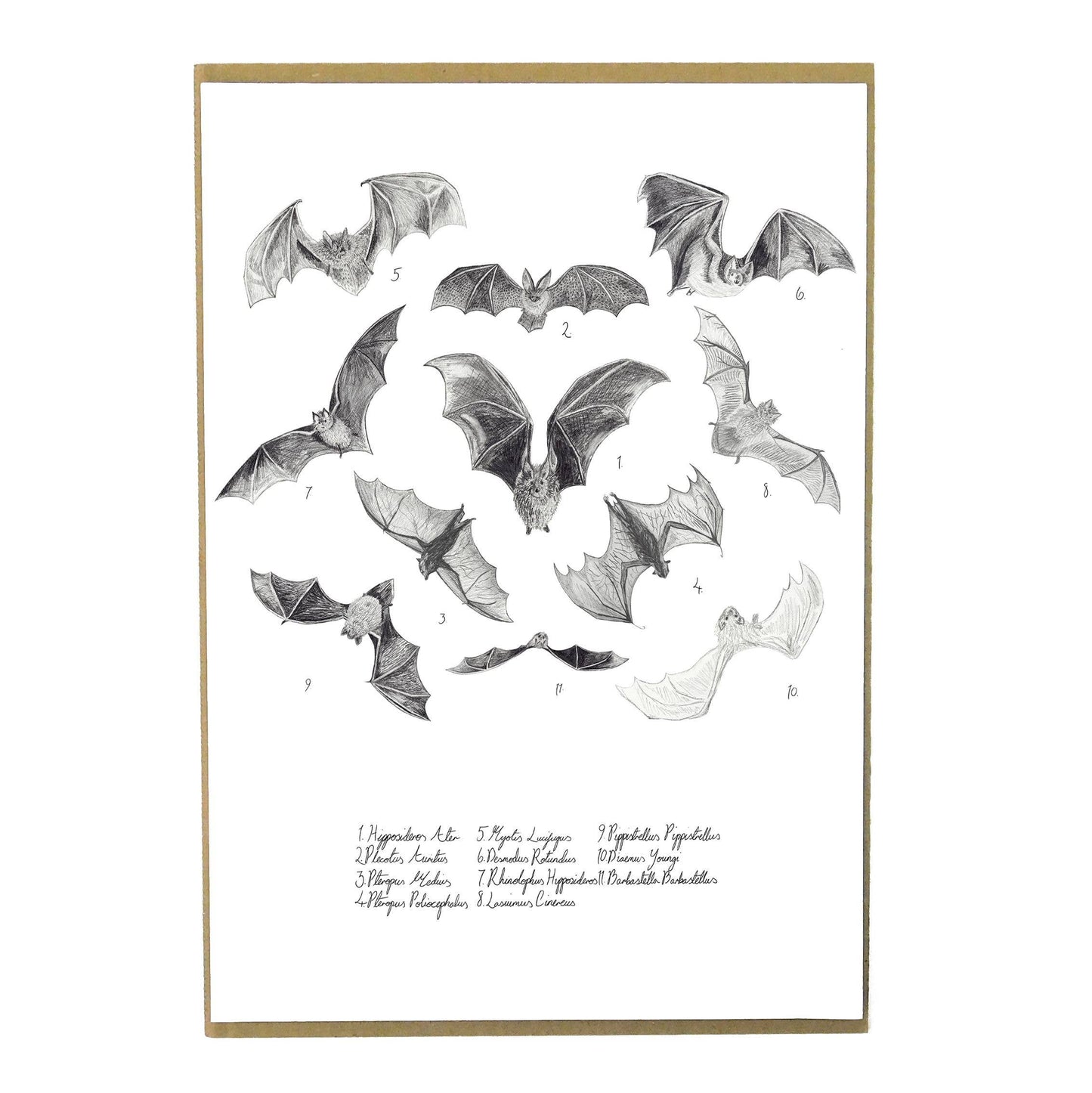 Chiroptera Bat Art Print