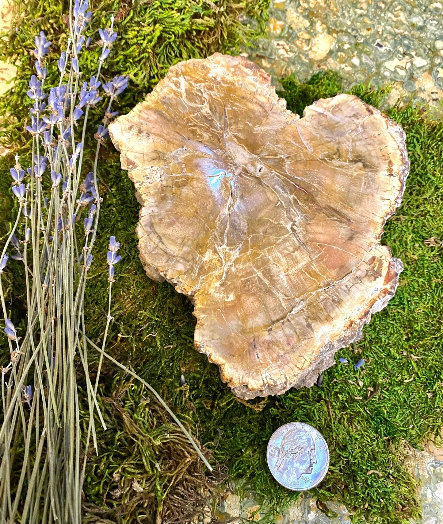 Petrified Wood Heart Slab
